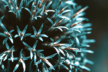 Abstract Floral Ball Sphere / Globe Thistle (Echinops ritro) / Modern Floral Photography
