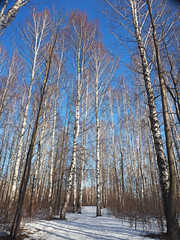 Fototapeta premium Spring Park, melting snow and ice. Trees, birches. Russian spring nature. Russia, Ural, Perm Region