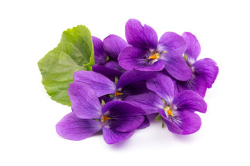 Obraz premium Viola Odorata flowers isolated on white background in close- up. Place for text. Top view with copy space
