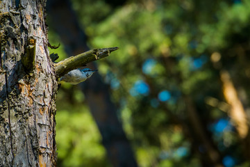 Small grey bird on pine tree
