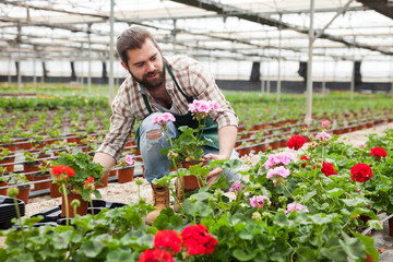 Gardener examining plants of geranium