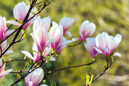 pink magnolia blossom background. beautiful nature scenery with delicate flowers in springtime