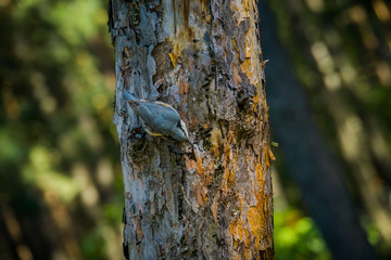 Small grey bird on pine tree