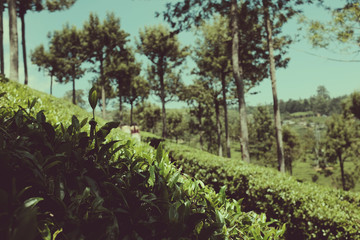 Sri Lanka - the country where tea grows