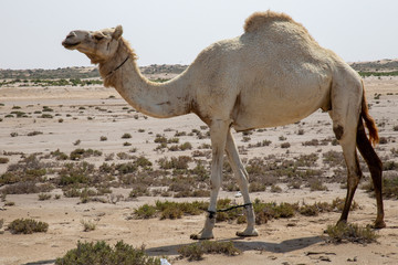 Kamel /Dromedar in der Wüste.