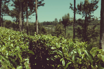 Fototapeta na wymiar Sri Lanka - the country where tea grows