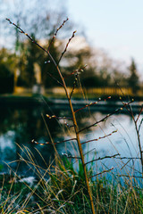 Domaine des r&eacute;aux, friches