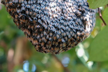 Bees make a nest on a tree in the forest nature