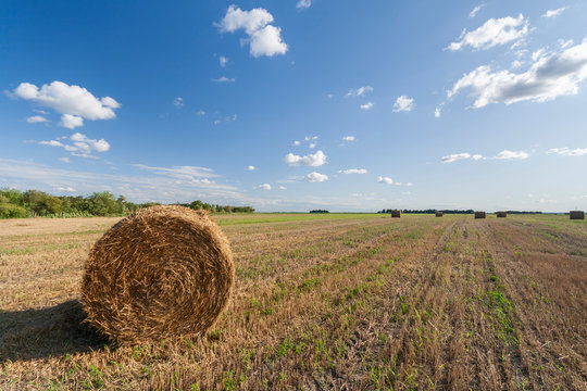 Agriculture field with hay bales and blue sky