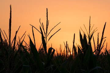 Corn Field At Sunset 