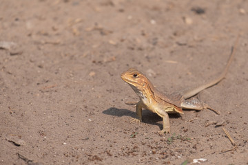 A Butterfly lizards in Thailand