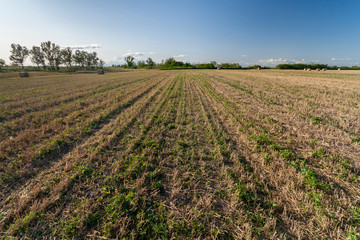 Agriculture field with hay bales and blue sky