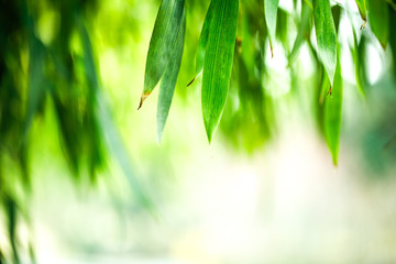 background with bamboo leaf