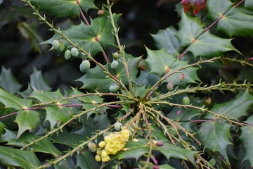 Flowering plant of Mahonia x media, Mahonia japonica buckland, in the garden. 