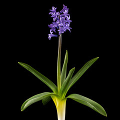 Violet flowers of hyacinth with green leaves, isolated on black background
