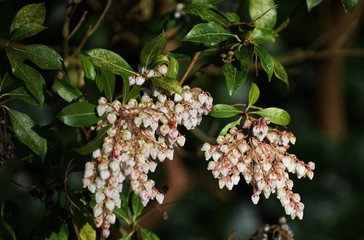 Branches with flowers of Pieris japonica, the Japanese andromeda or Japanese pieris.