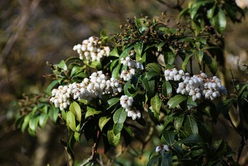 Branches with flowers of Pieris japonica, the Japanese andromeda or Japanese pieris.