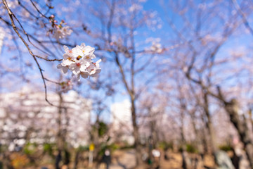 Obraz premium 川口西公園の桜