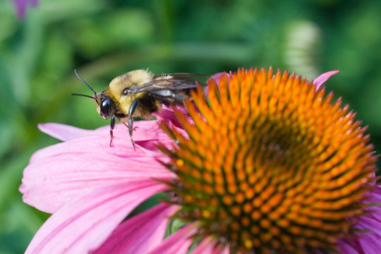 Bee on Conflower