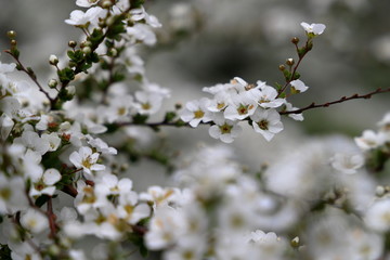 Obraz premium ユキヤナギ