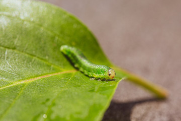 Obraz premium Tiny inchworm on a green leaf