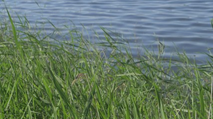Reeds are waving in the wind. In the background is a river or a lake.