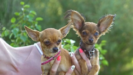 Woman holds two dogs in her hands. The toy terrier fluttering hair in the wind. They are very differently looking around.