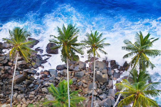 Top view of palm trees and a rocky shore. Sea waves are breaking on the rocks on the beach. Sri Lanka.