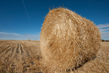 Round Hay Bale in Farmer's Field.