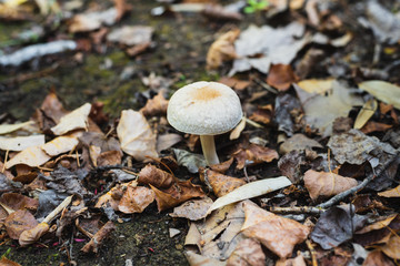 A white mushroom grows in the field between dry leaves and moss