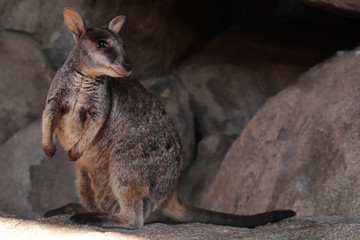 Funny wallaby posing on the rocks outside a cave