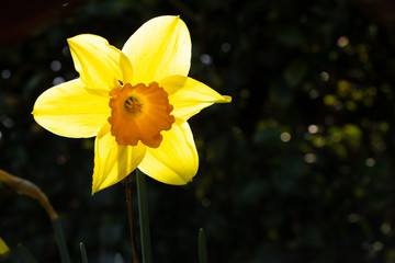 yellow daffodil in garden