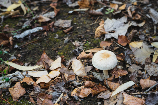 A white mushroom grows in the field between dry leaves and moss
