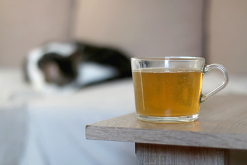 Cup of tea ona living room table. Cat sleeping on a couch in the background. Selective focus.