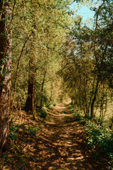 Petit chemin boisé