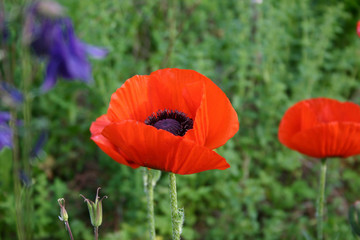 Obraz premium a poppy flower in the garden