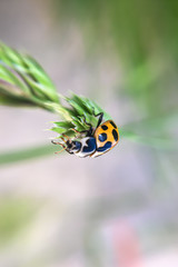 close up of ladybug sitting on flower