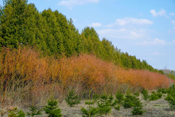 Plantation of ornamental trees in forestry in Ukraine. Growing Christmas trees.