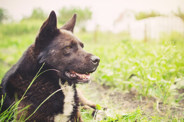 Portrait of a large black dog lying on the grass