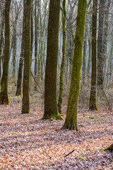 Obraz premium Smoke from fire in forest in Ukraine. Fire hazard.
