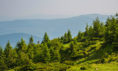 Summer landscape in the Carpathian mountains