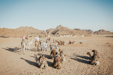 Fototapeta premium camels caravan sitting on the sand