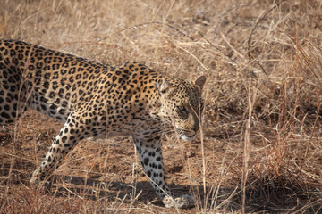 Closeup profile of a well camouflaged leopard moving determinedly through grass cover during the day in a South African Nature Reserve. 