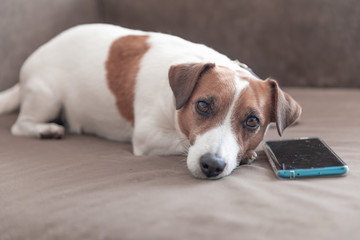 A small cute dog Jack Russell Terrier lying with a smartphone on a sofa and looking into camera. Dog waiting for a call.