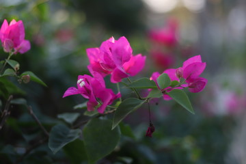 Obraz premium pink flowers in garden