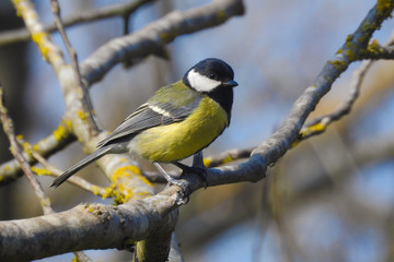 Cinciallegra (Parus major) su ramo,ritratto