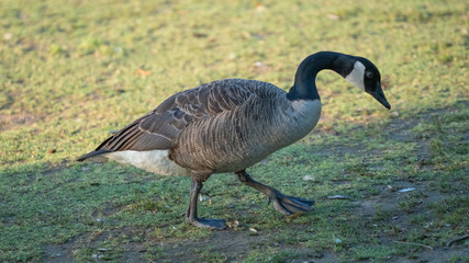 goose