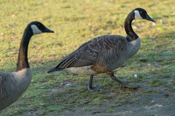 Fototapeta premium geese 
