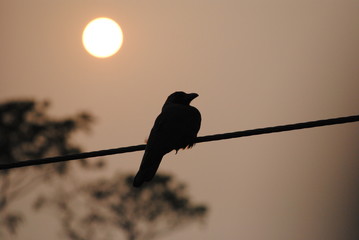 silhouette of bird