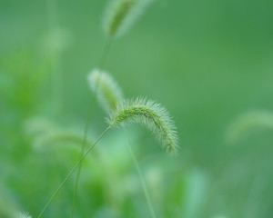 FUZZY WEEDS